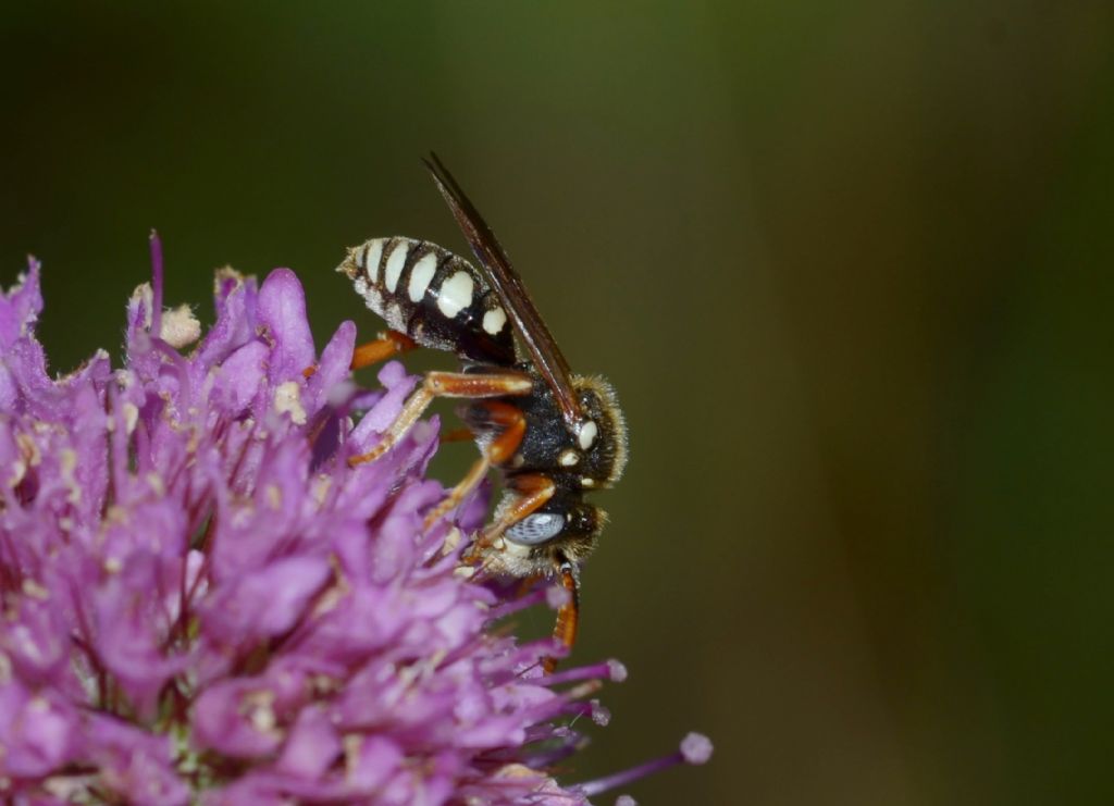 Apidae: Nomada sp.